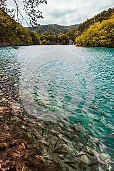 Fish swimming in the lake with turquoise water, amid cascades of waterfalls. Plitvice, National Park, Croatia