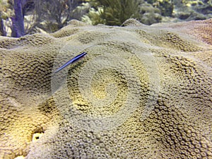 Fish Swimming over coral
