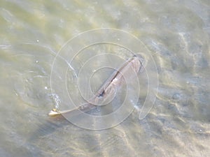 fish swimming in the river sunbathing looking for food photo