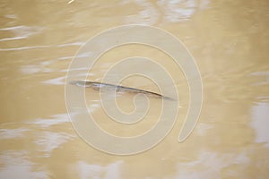 Single fish in river.