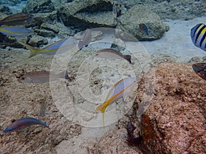 Fish swimming among the rock reef in the ocean