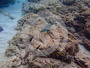 Fish swimming among the rock reef in the ocean photo