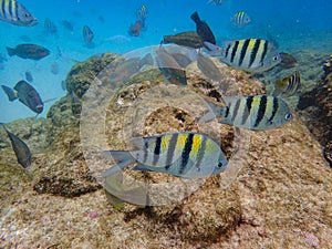 Fish swimming among the rock reef in the ocean photo