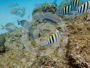 Fish swimming among the rock reef in the ocean photo