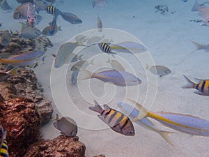 Fish swimming among the rock reef in the ocean photo