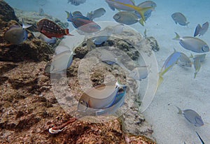 Fish swimming among the rock reef in the ocean photo