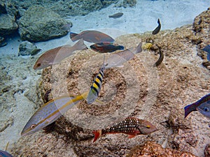 Fish swimming among the rock reef in the ocean photo