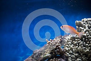 Fish swimming in a salt water tank