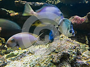 fish swimming in saltwater fish tank with synthetic coral