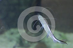 Fish Swimming in Tank Underwater