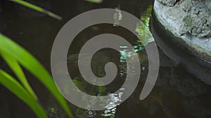 Fish swimming in transparent water in garden pond. Big fish swimming in decorative pond at summer garden.