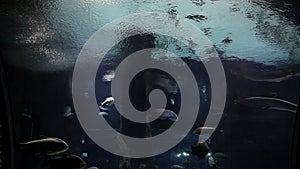 Fish swimming in underwater sea on coral reef background and air bubbles from diver