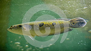 Fish swimming in water, Channa pleurophthalma, cichlids