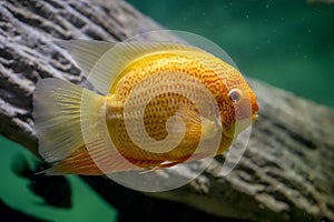 Fish swimming in water, Cichlasoma, Heros severum var Red Perl photo