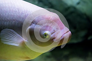 Fish swimming in water fragment with head, macro