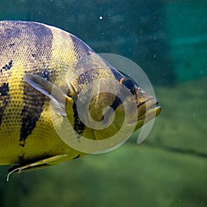 Fish swimming in water fragment with head, macro