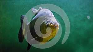 Fish swimming in water, macro