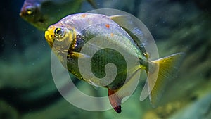 Fish swimming in water, Myleus lobatus