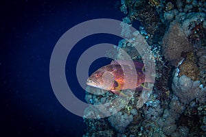 A fish swims along a coral reef in the Red Sea