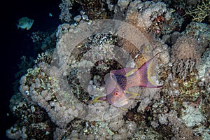 A fish swims along a coral reef in the Red Sea