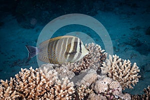 A fish swims along a coral reef in the Red Sea