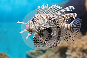 Fish swims in the aquarium, Zebra winged.