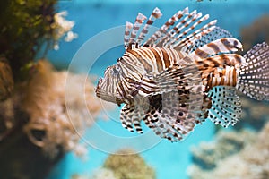 Fish swims in the aquarium, Zebra winged.