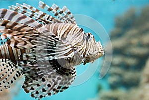 Fish swims in the aquarium, Zebra winged.
