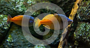 Aquarium Boseman Rainbowfish Melantotaenia bosesmani photo