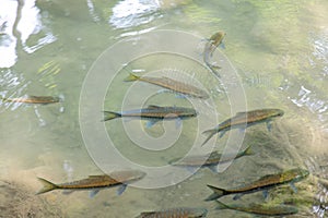 The fish swims in clear mountain water