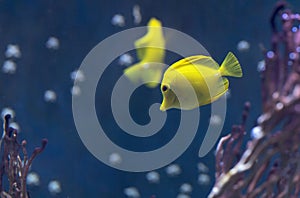 Fish swims in the water in the aquarium.