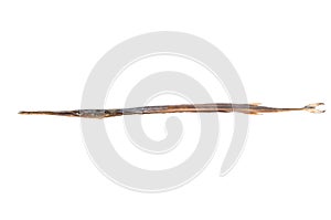 fish Syngnathus typhle isolated on white