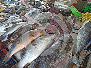 Fish on the table of a fish market vendor