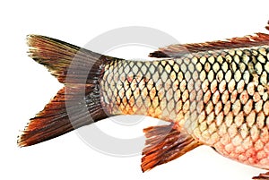 Fish tail,carp