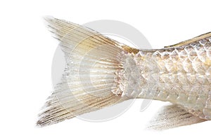 Fish tail on a white background. macro