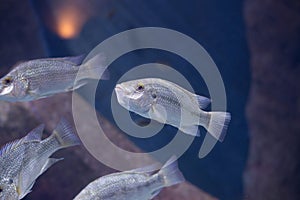 Fish from Tanganika and Malawi lake