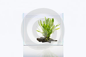 Fish tank with aquatic plant