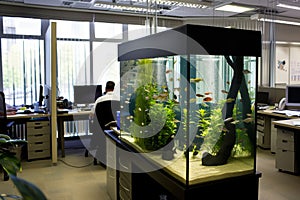 fish tank as room divider in openplan office space