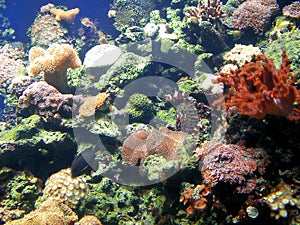 Fish tank with coral and sponges