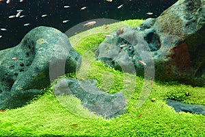 The fish tank decoration scenery The underwater plants and trees