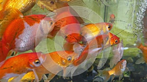 Fish tank with lots of goldfish swimming underwater