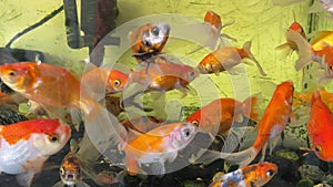 Fish tank with lots of goldfish swimming underwater