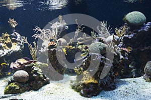 Fish tank at the Oceanographic Museum Monaco