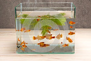 Fish tank on table wooden