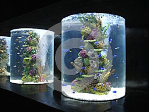 Fish tanks inside the oceanarium, Manila Ocean park, Manila