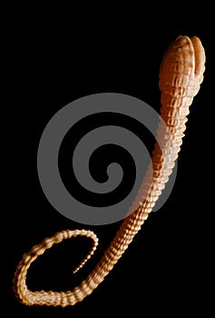 Fish Tapeworm - Detailed diphyllobothrium latum under the microscope - 3d rendering