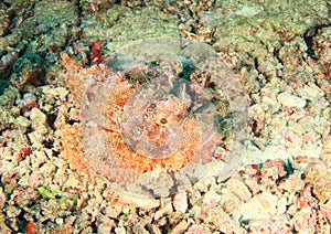 Fish - Tasseled scorpionfish