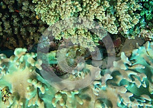 Fish - Tasseled scorpionfish