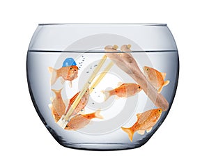 Fish teamwork concept