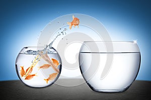 Fish teamwork concept